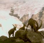 Wetterhorn_ibex_2.jpg