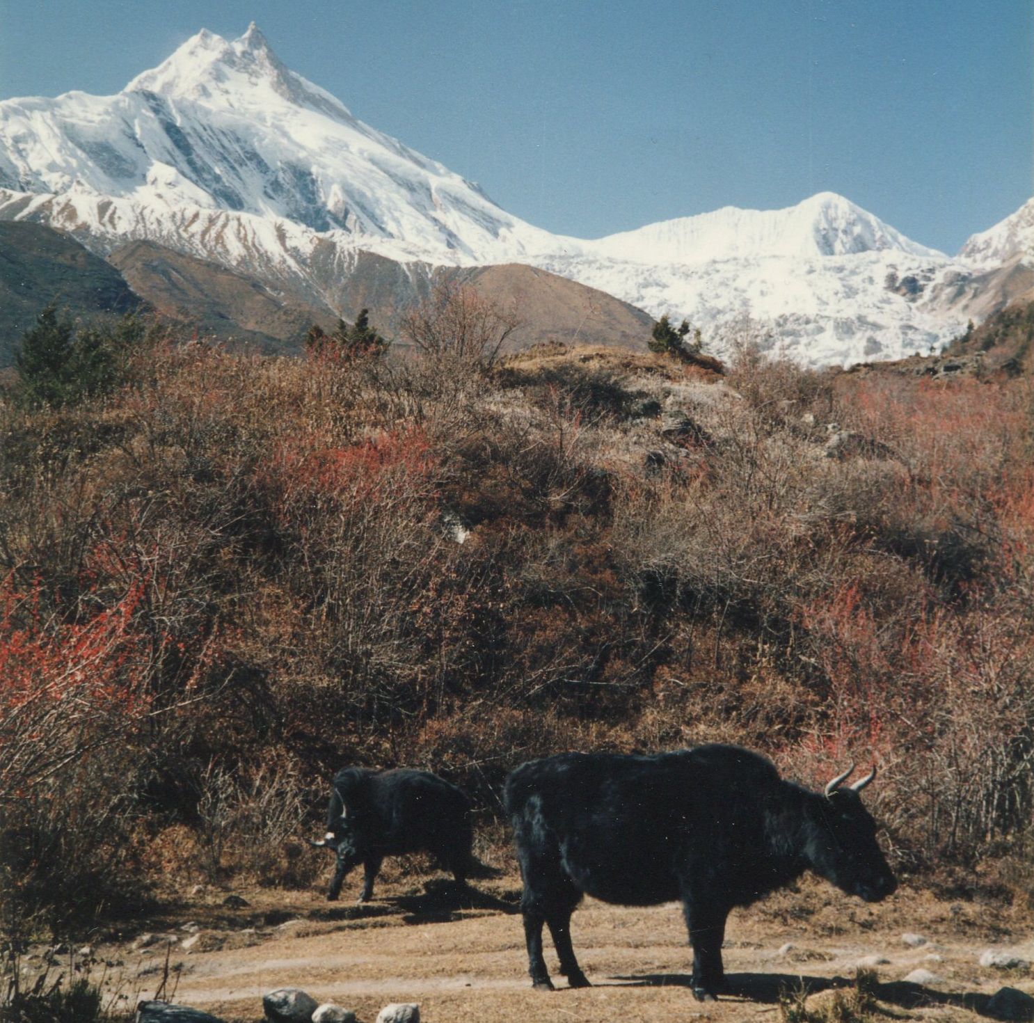 Mt.Manaslu on route from Samagaon to Samdu in the Buri Gandaki Valley