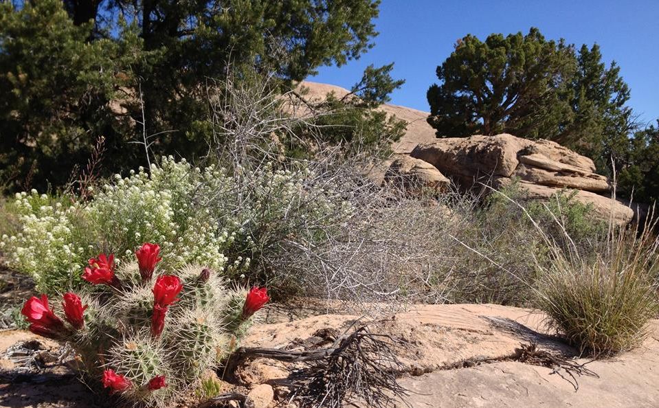 Claret Cup Cactii