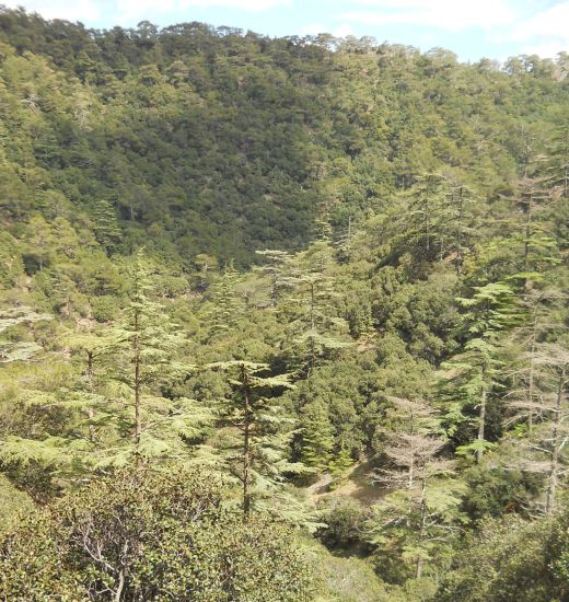 Forested hillsides of Cedar Valley