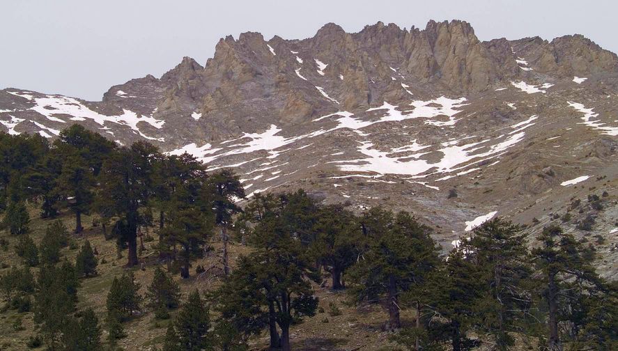 Zonaria locality on the East Side of the summit ridge of Mount Olympus