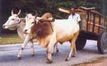 Bullock_cart.jpg