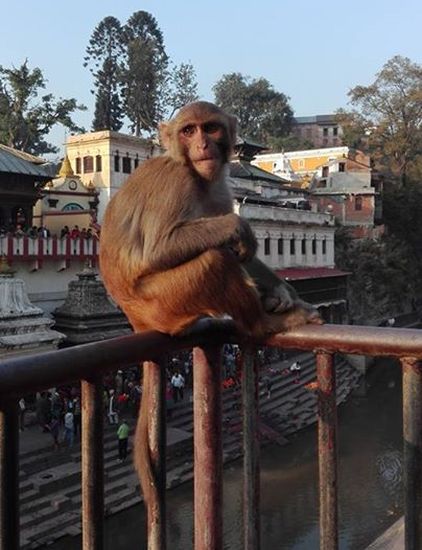 Hindu Temple at Pashupatinath in Kathmandu