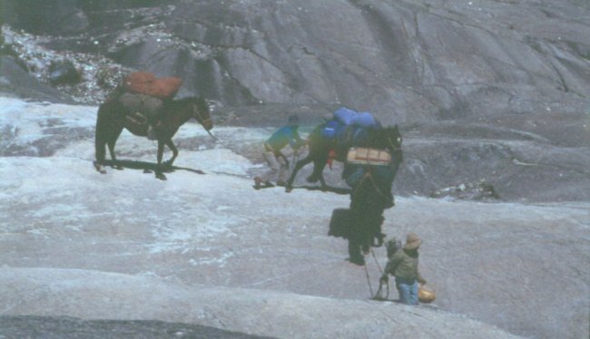 Pack pony train on trek in the Andes of Peru