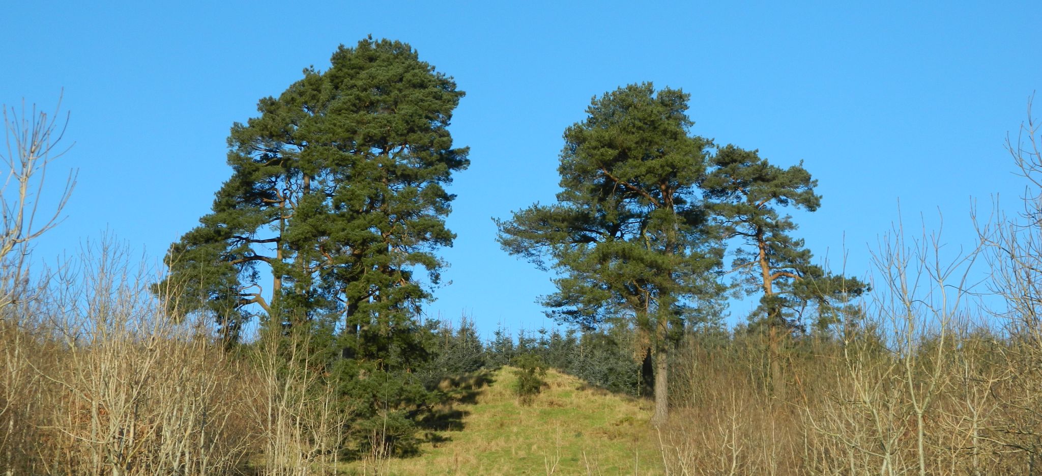 Scots Pine trees on ascent from Clachan of Campsie