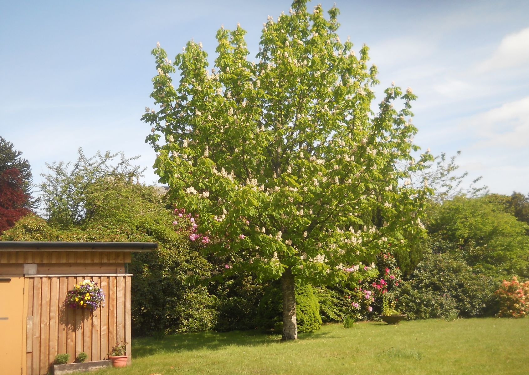 Chestnut Tree at Schaw Court in Bearsden