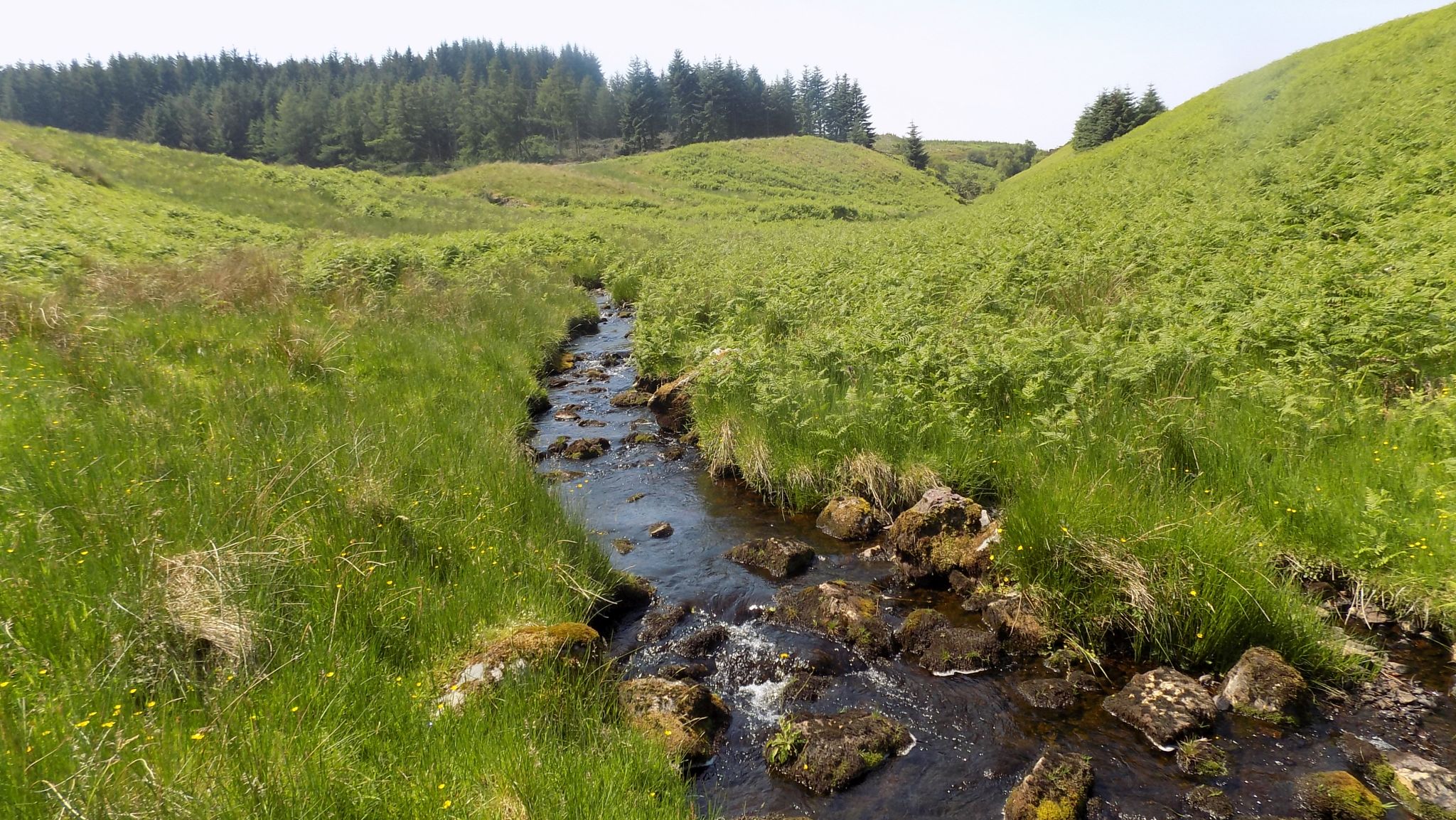 Auldmurroch Burn