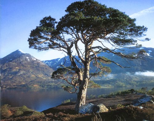 Glen Affric