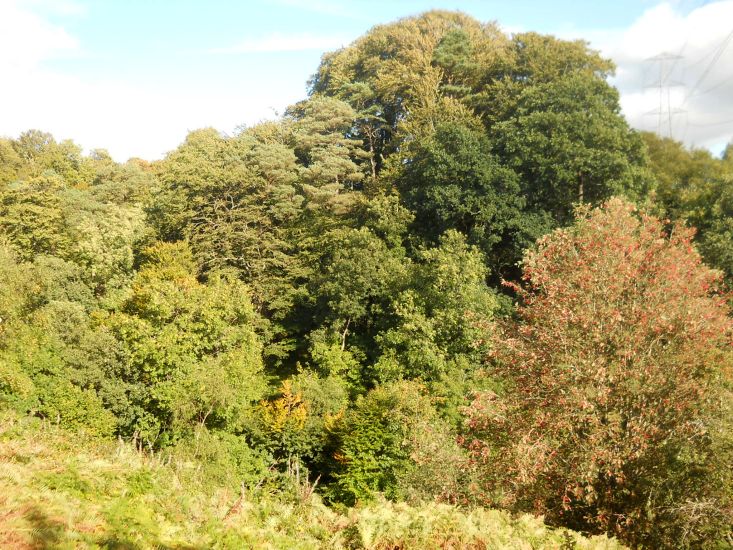 Woodlands on the trail to Langlands Moss