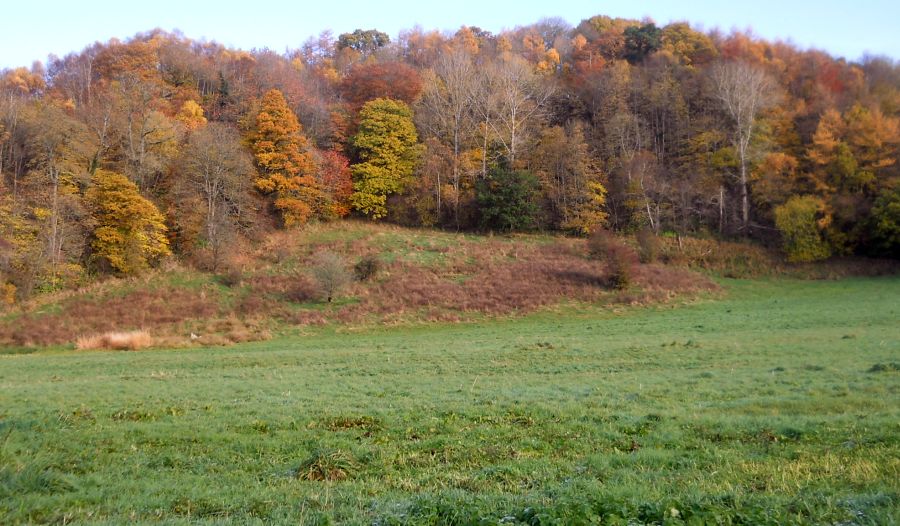 Woods and meadow above the River Clyde walkway