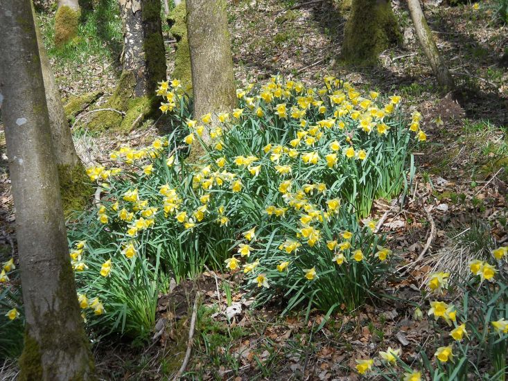 Daffodils in Springtime