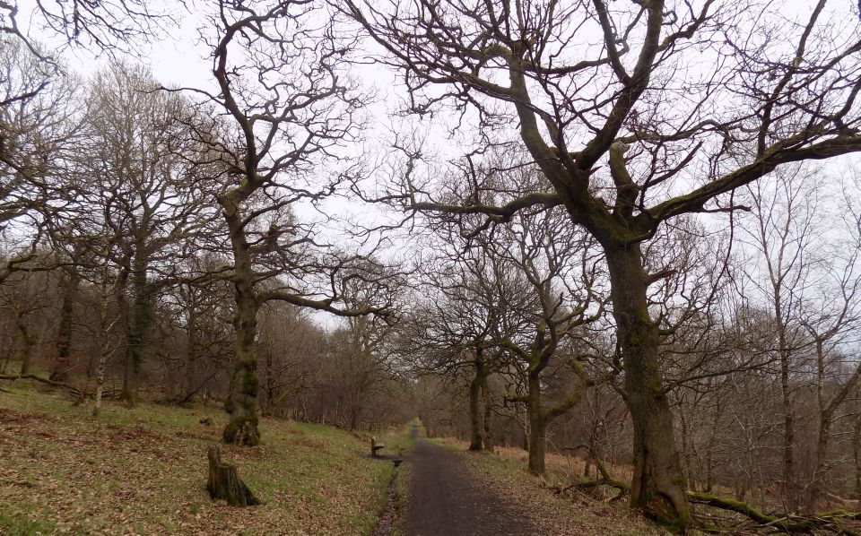 Path through Garscadden Woods East