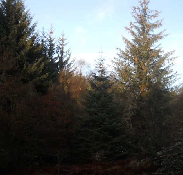 Loch Ard Forest