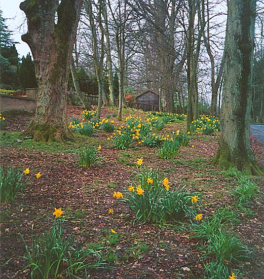 Kilmardinny Avenue in Springtime