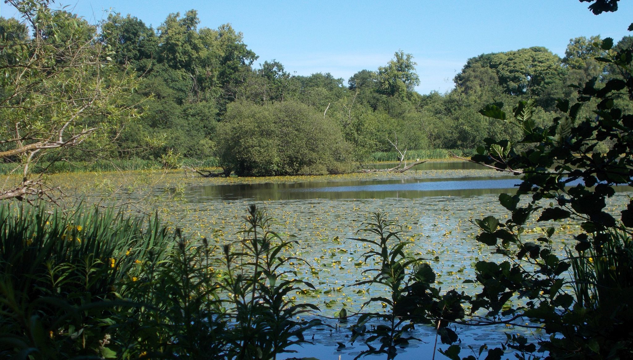 Springtime at Kilmardinny Loch