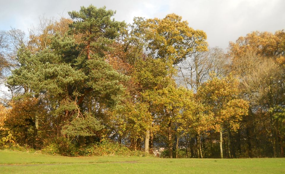 Woods in autumn at Kilmardinny Loch