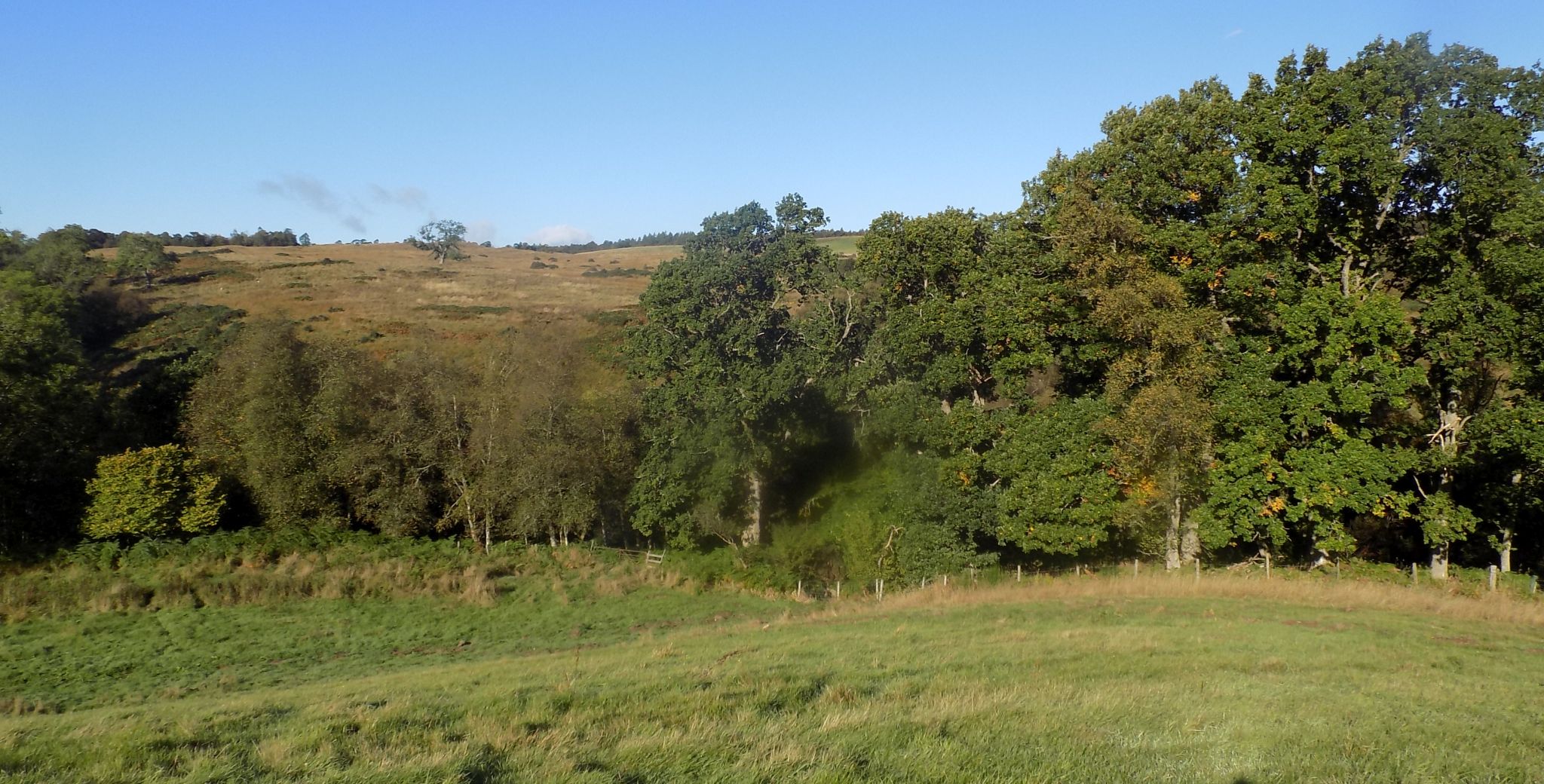 Trees lining tributary of Boquhan Burn