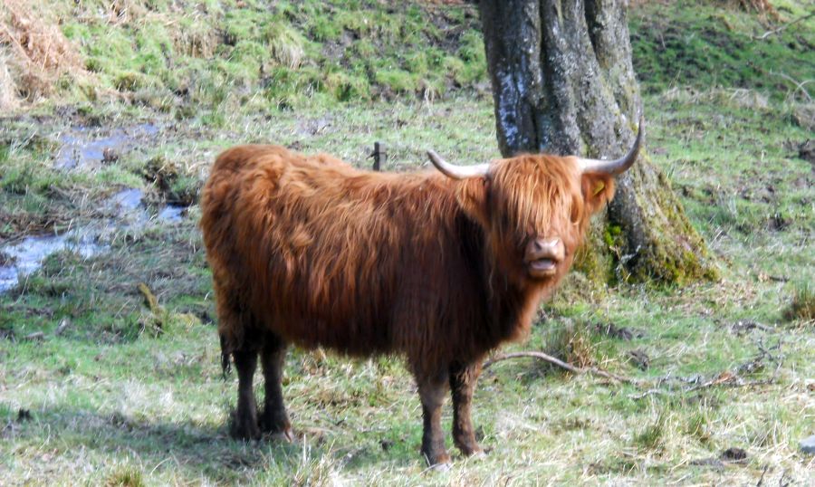 Highland Cow