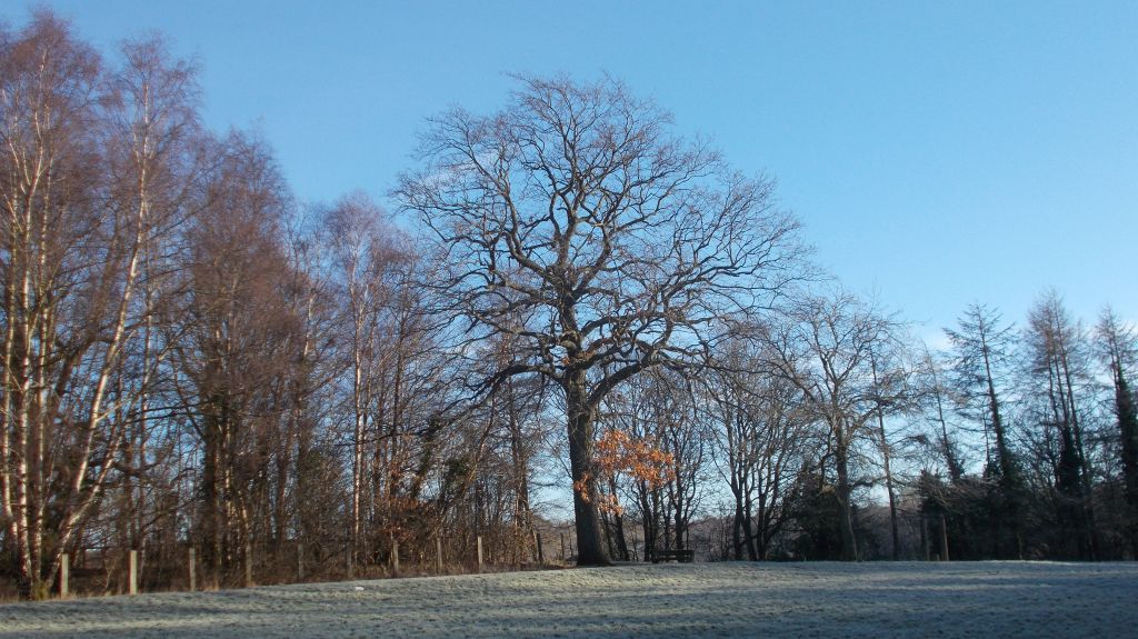 Trees in Strathclyde Country Park