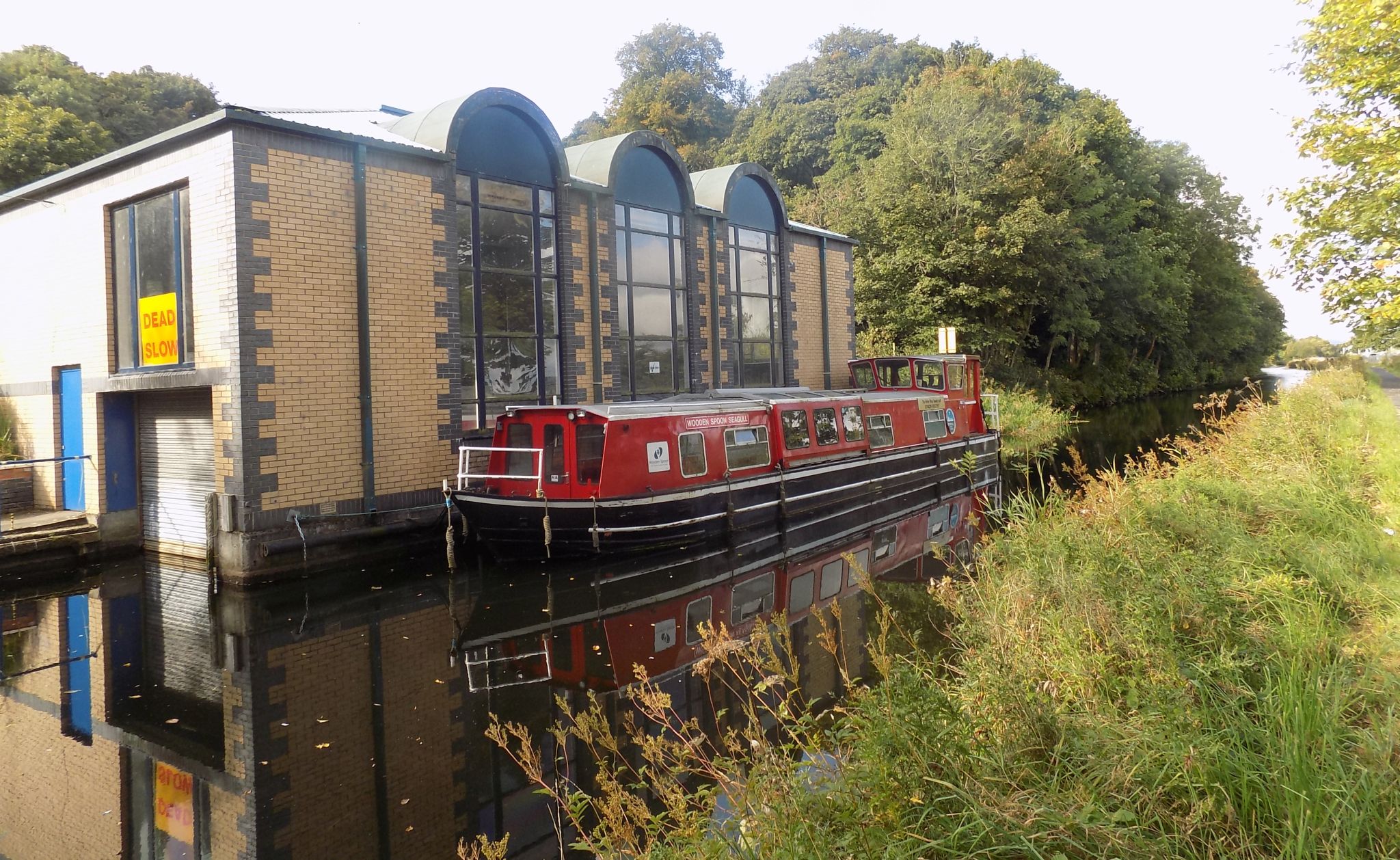 Wooden Spoon Seagull on Union Canal between Falkirk and Linlithgow