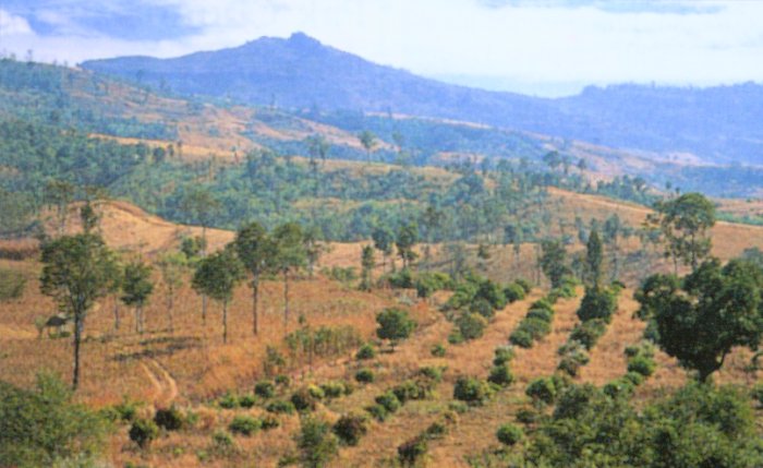 Landscape around Loei in Northern Thailand