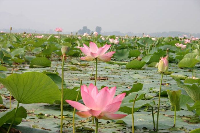 Lotus Blossoms